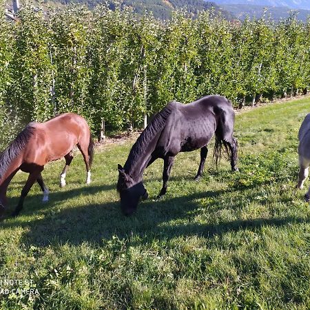 Vila Buehlerhof Agriturismo, Obst-&Weingut, Urlaub Mit Hund, Pferde, Bauernhof, Brixen Rasa Exteriér fotografie