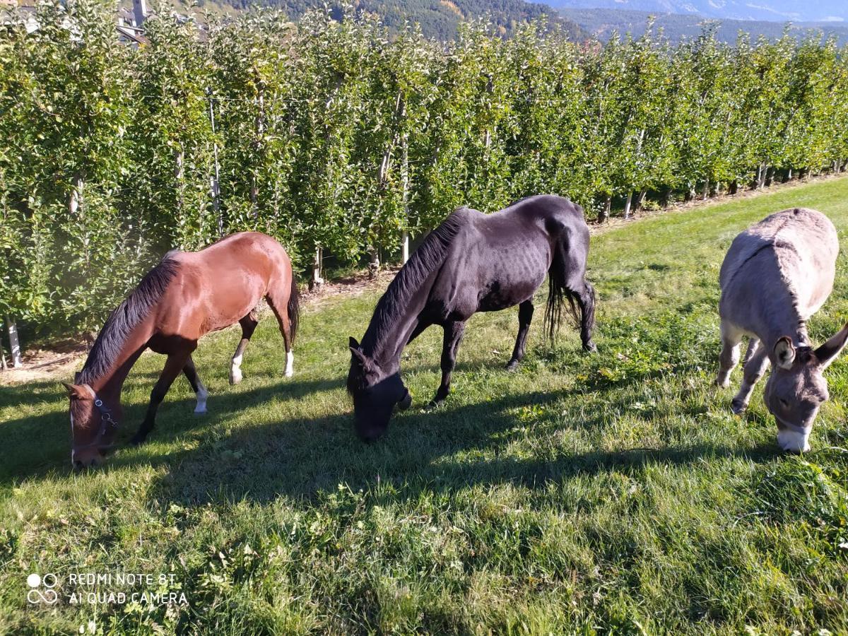 Vila Buehlerhof Agriturismo, Obst-&Weingut, Urlaub Mit Hund, Pferde, Bauernhof, Brixen Rasa Exteriér fotografie