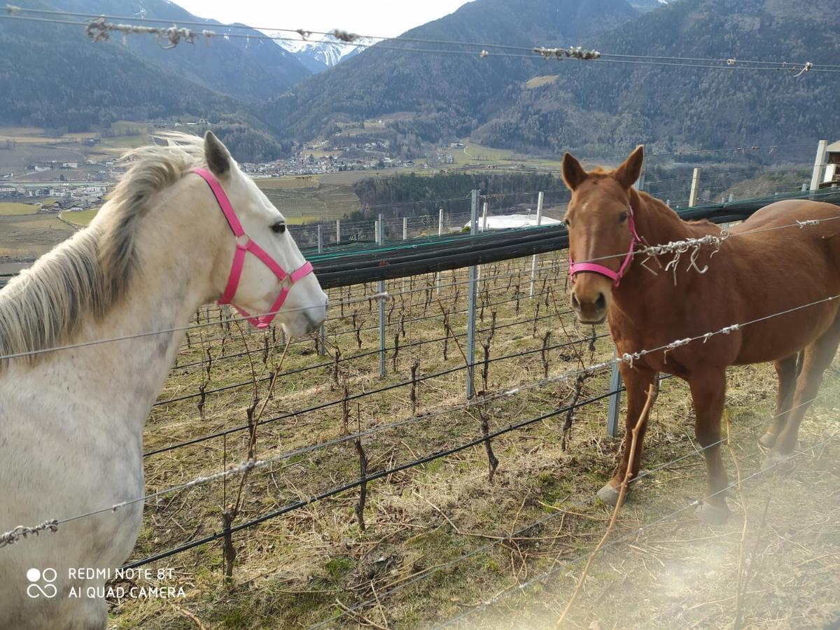 Vila Buehlerhof Agriturismo, Obst-&Weingut, Urlaub Mit Hund, Pferde, Bauernhof, Brixen Rasa Exteriér fotografie