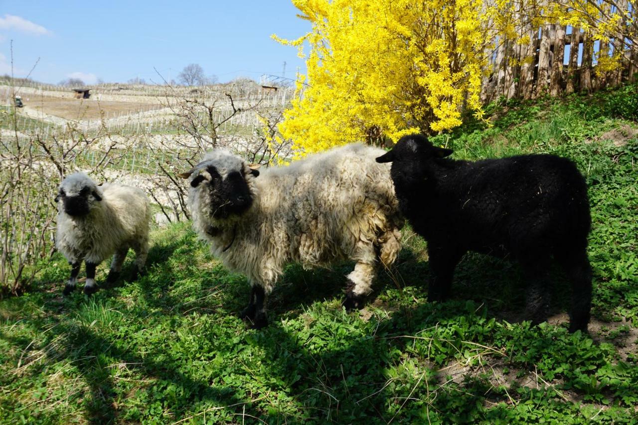 Vila Buehlerhof Agriturismo, Obst-&Weingut, Urlaub Mit Hund, Pferde, Bauernhof, Brixen Rasa Exteriér fotografie