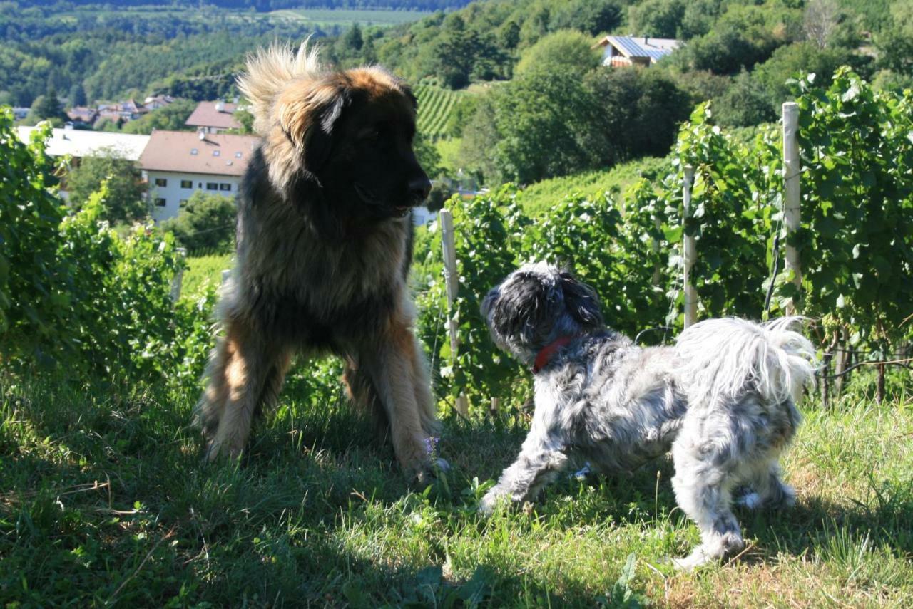 Vila Buehlerhof Agriturismo, Obst-&Weingut, Urlaub Mit Hund, Pferde, Bauernhof, Brixen Rasa Exteriér fotografie